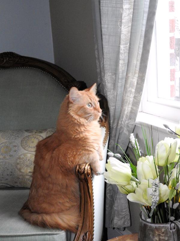 /Images/uploads/Humane Society of Catawba County/furryfaces/entries/519thumb.jpg
